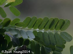 Photo 7 of Abrus precatorius