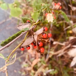 Photo 4 of Abrus precatorius