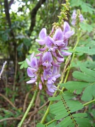 Photo 2 of Abrus precatorius