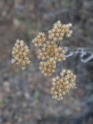 Photo 7 of Achillea millefolium