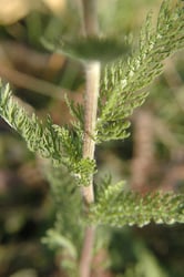 Photo 8 of Achillea millefolium