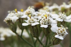 Photo 2 of Achillea millefolium