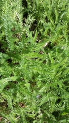 Photo 4 of Achillea millefolium