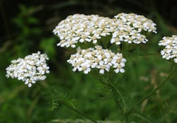 Photo 5 of Achillea millefolium