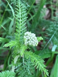 Photo 6 of Achillea millefolium
