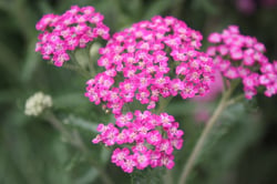 Photo 3 of Achillea millefolium
