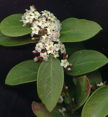 Cover image for Acokanthera spp..