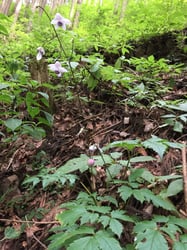 Photo 7 of Aconitum spp.
