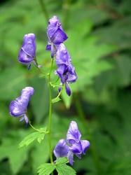 Photo 6 of Aconitum spp.
