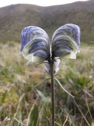Photo 3 of Aconitum spp.
