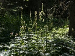 Photo 4 of Aconitum spp.