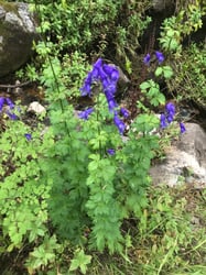 Photo 8 of Aconitum spp.
