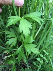 Photo 9 of Aconitum spp.