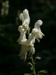 Photo 5 of Aconitum spp.