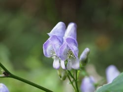 Photo 2 of Aconitum spp.