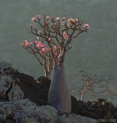 Cover image for Adenium obesum.