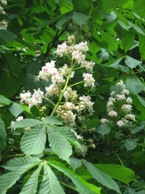 Photo 1 of Aesculus hippocastanum