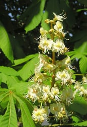 Photo 8 of Aesculus hippocastanum