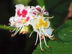 Photo 6 of Aesculus hippocastanum