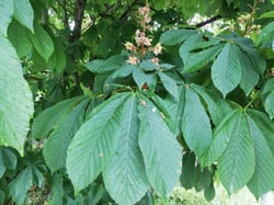 Photo 9 of Aesculus hippocastanum