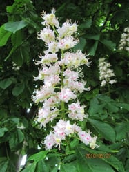 Photo 7 of Aesculus hippocastanum