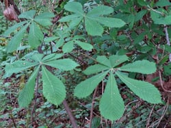 Photo 2 of Aesculus spp.