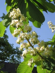 Photo 3 of Aesculus spp.