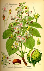 Photo 7 of Aesculus spp.