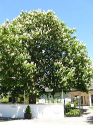 Photo 6 of Aesculus spp.