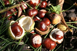 Photo 5 of Aesculus spp.