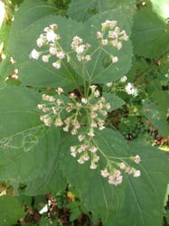 Photo 6 of Ageratina altissima