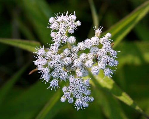 Photo 1 of Ageratina altissima