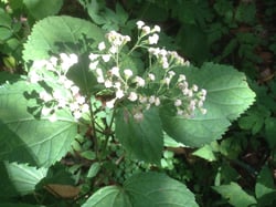 Photo 7 of Ageratina altissima