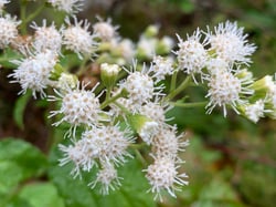 Photo 3 of Ageratina altissima