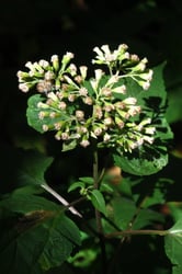 Photo 8 of Ageratina altissima