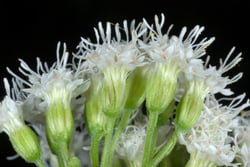 Photo 2 of Ageratina altissima
