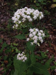 Photo 5 of Ageratina altissima