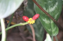 Photo 2 of Aglaonema modestum