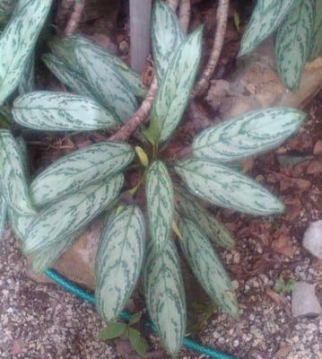 Cover image for Aglaonema modestum.
