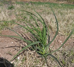 Photo 6 of Allium ampeloprasum