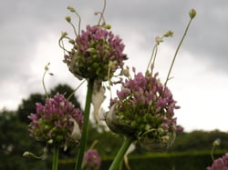 Photo 8 of Allium ampeloprasum