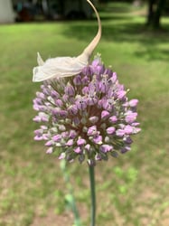 Photo 4 of Allium ampeloprasum