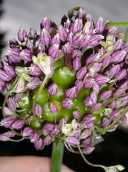 Photo 7 of Allium ampeloprasum