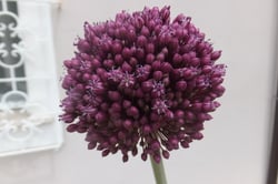 Photo 3 of Allium ampeloprasum