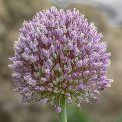 Photo 5 of Allium ampeloprasum