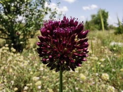 Photo 9 of Allium ampeloprasum