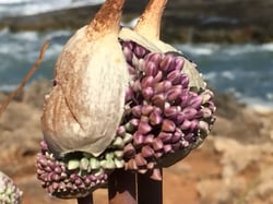 Photo 2 of Allium ampeloprasum