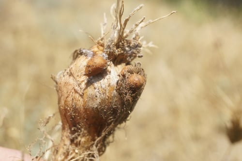 Cover image for Allium ampeloprasum.