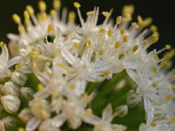 Photo 9 of Allium cepa