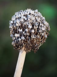 Photo 8 of Allium cepa